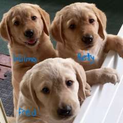 Labradoodle puppies. Available now