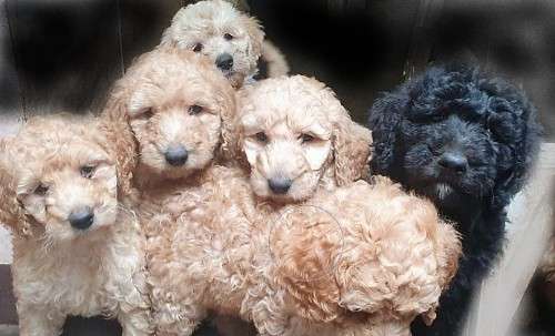 Labradoodle Puppies in Creme and Apricot